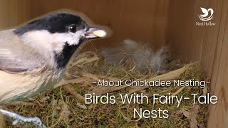 Chickadee Nesting Facts  Material fledge time behavior and more [upl. by Oruntha]