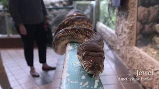 5ive Fun Facts Amethystine Python [upl. by Kunin927]