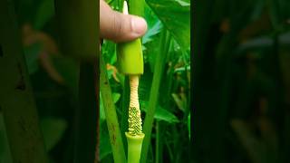 Arum Flower cutting Such a view of the village is very beautiful shorts vairalshorts butiful [upl. by Poulter242]