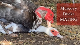 Muscovy Ducks Mate  Muscovies Mating  Drake Fertilizing Duck Eggs [upl. by Ulises881]