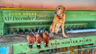 LIMIT OUT IN 3 SHOTS PHEASANT CHALLENGE UPLAND HUNTINGDECEMBER ROOSTERS [upl. by Yllil689]