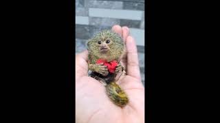 Pygmy Marmoset The worlds smallest monkey [upl. by Chiang]