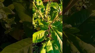 I Like Growing Pokeweed permaculture garden backyardgarden homesteading backyardgardening [upl. by Doroteya]