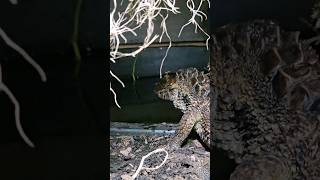 Caiman Drops His Fish share funny shorts subscribe laugh trending viralvideo new best wow [upl. by Stuckey900]