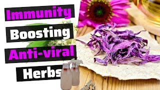 8 HERBS for Boosting IMMUNITY Naturally [upl. by Aerahs966]