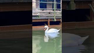 Cambridge Punting cambridge punting trending ytshorts UK [upl. by Nnylrac844]