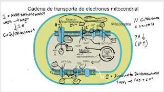 Cadena de Transporte de Electrones y Fosforilación Oxidativa [upl. by Fischer]