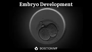 Embryo Development  Science at Boston IVF [upl. by Onileva]