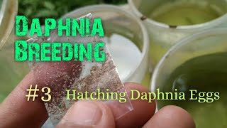 Daphnia Culture made simple and easy 3  Hatching Daphnia eggs [upl. by Susanne]