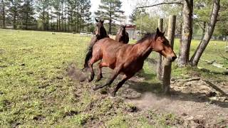 Horses running in pasture 4 15 17 [upl. by Kcim]