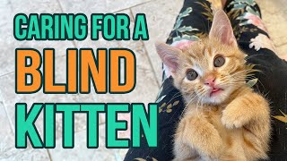 Fostering a Blind Kitten 5 Tips [upl. by Oiceladni]