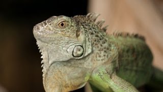 4 Cool Facts about Green Iguanas  Pet Reptiles [upl. by Buckley6]