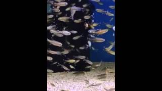 🐟 Découvrez le Hasemania Marginata ou Tétra Cuivrés dans nos aquariums deau douce [upl. by Anilahs]