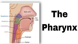 تشريح pharynx  مرحلة ثانية طب الاسنان anatomy [upl. by Gabrila]