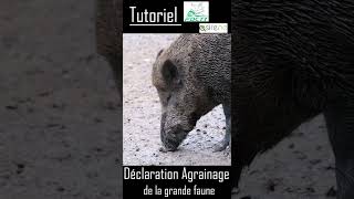 Tutoriel daccompagnement pour la réalisation de la déclaration dagrainage de la grande faune [upl. by Ahsiner]