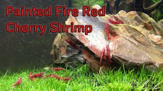 Painted Fire Red Shrimp [upl. by Nap]