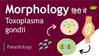 Toxoplasma gondii in Hindi  Morphology  Basic Science Series [upl. by Atsyrc]