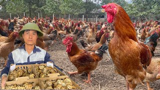 165 days Start a business with a freerange chicken farming model [upl. by Beckie602]