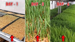 Hydroponic Green Fodder Farming System  Best Hydroponic Fodder for Sustainable Livestock Farming [upl. by Ashbaugh]