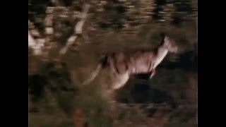 Skippy the Bush Kangaroo 1968  1970 Opening and Closing Theme With Snippet [upl. by Sammons246]