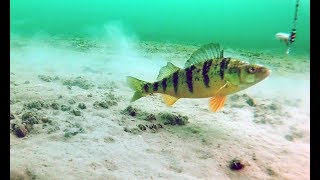 Ice fishing for perch on lake Simcoe using Lindy perch talker Underwater camera [upl. by Ayisan]