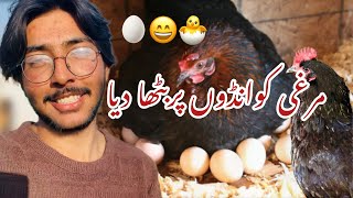 Finally murgi ko andon per bhetha deya🐓🥚🐣​⁠hens breedingMultanibrothersdailyvlog [upl. by Ybsorc]