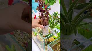 💦💯Hydroponic plants tools very useful aquarium minifishtank waterlife trendingshorts subscribe [upl. by Osmen]