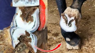 Donkey surrounded by flies cut off its rotten hoof丨ASMR丨Donkey hoof cutting sound [upl. by Alpheus]