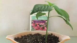 Plant Growing Time Lapse  Echinacea [upl. by Suoivatram714]