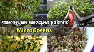 മണ്ണും വളവും ഇല്ലാതെ ദിവസവും ഇലക്കറികൾ  How to Grow Microgreens At Home  Microgreens without Soil [upl. by Enyrhtak]