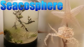 Huge Natural Saltwater Ecosphere  Starfish crabs and a lot more [upl. by Adiaz]