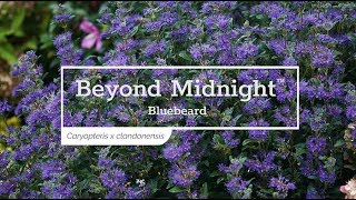 30 Seconds with Beyond Midnight™ Bluebeard [upl. by Eenafit]