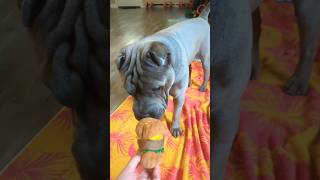 Shar Pei puppy ready for July 4th burgers 🍔😅 dogshorts puppies doglover [upl. by Domineca]