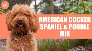 Cockapoo American Cocker Spaniel amp Poodle Mix A Complete Dog Breed Guide [upl. by Helbonnah]