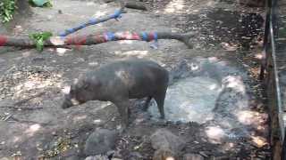 Babirusa Wallows in the Mud [upl. by Annahsor]