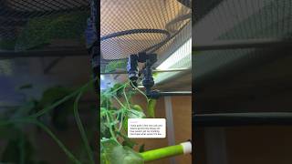 How to install misting systems reptiles gecko pets snakes [upl. by Anyela531]