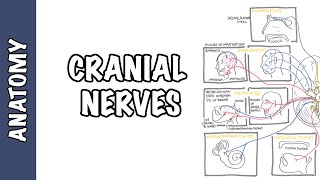 Anatomy  Cranial Nerves Overview [upl. by Weide]