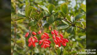 Common Barberry Berberis Vulgaris  Dracila  Lemnul galben Planta medicinala [upl. by Azyl116]