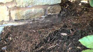 Termite Inspection Video [upl. by Lednyc271]