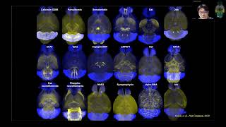 Etsuo Susaki CUBIC for wholeorganbody cell circuit and tissue architecture analysis [upl. by Seidule891]