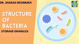 STRUCTURE OF BACTERIA  STORAGE GRANULES  MBBS  BDS  BSc MICROBIOLOGY [upl. by Naujed]