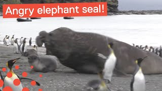 Huge Elephant Seal Squashes Pup [upl. by Noelani]