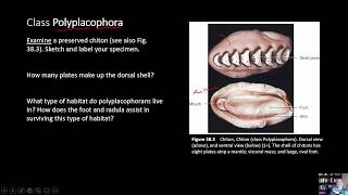 BIOL 1407 Lab 38 Mollusca [upl. by Ednalrym]