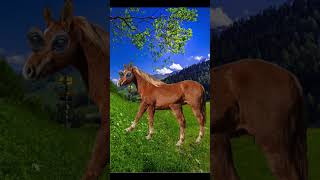 Troverai dei video anche su IG ryaranch 🥰 equitazione cavalli perte cavallo equestrian [upl. by Jo]