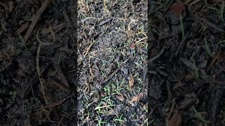 Zenith Zoysia Seed Germinating 11 day update [upl. by Dymphia]