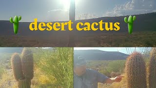 Scary Desert Cactus [upl. by Vassily116]