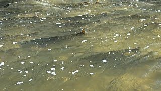 Fishing and Exploring fishing nature shortlive live [upl. by Idnic169]