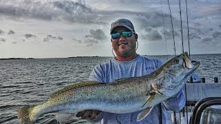 Trophy Trout Fishing Live Croaker Tips and Tricks Birds and Wind [upl. by Rinum]