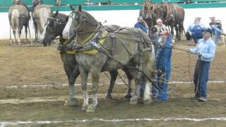 Heavyweight Team Full Pull 10000 lbs [upl. by Mastic]