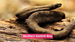 Northern Eyelash Boa Trachyboa boulengeri [upl. by Merill]